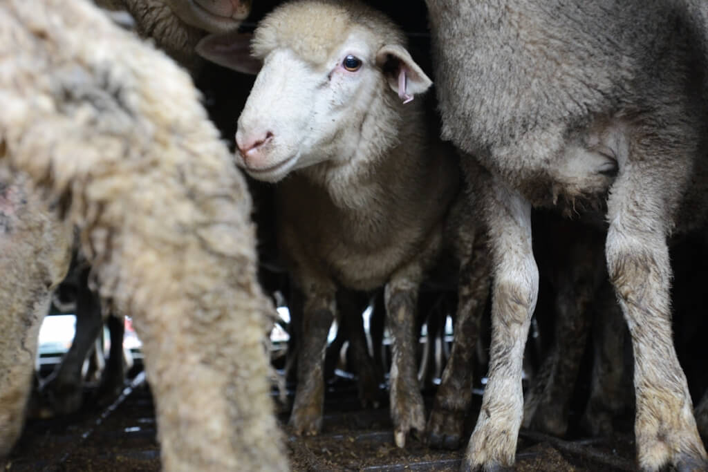 Sheep in transport