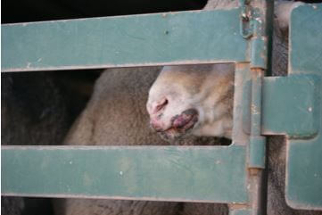 Sheep with Scabby mouth