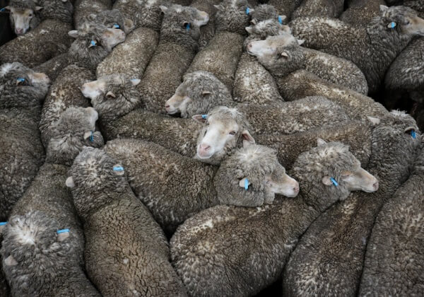 Animals Suffer in Australian Saleyards