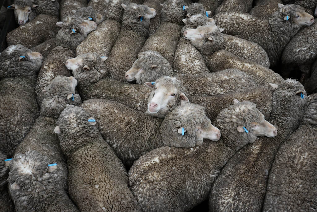 Sheep at saleyards