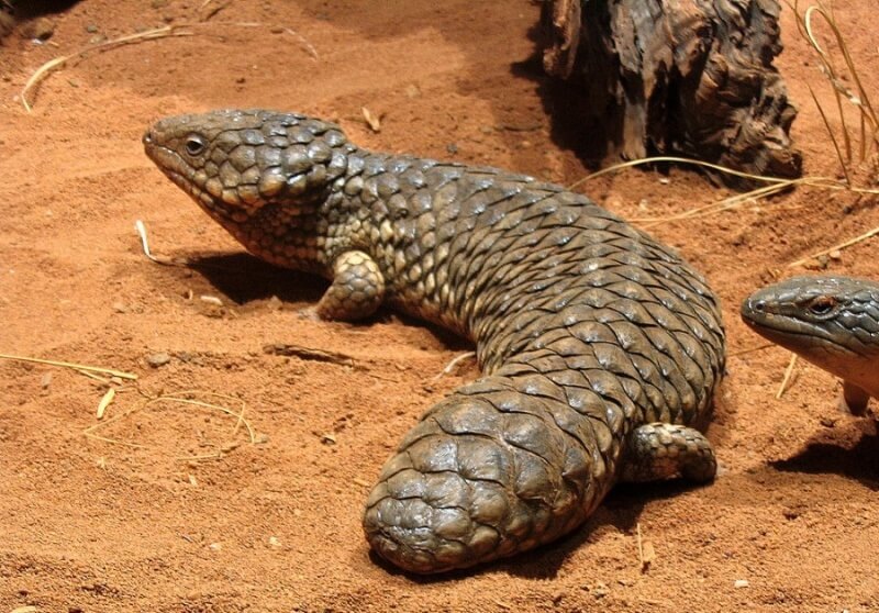 Shingleback Skink