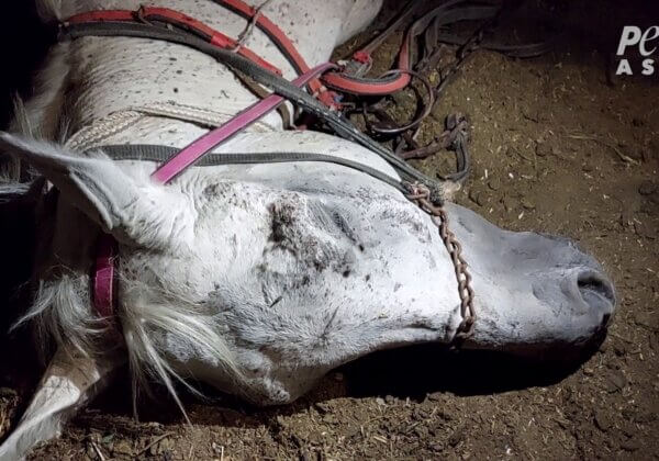 Animals Beaten, Exhausted, and Suffering at Egypt’s Tourist Sites