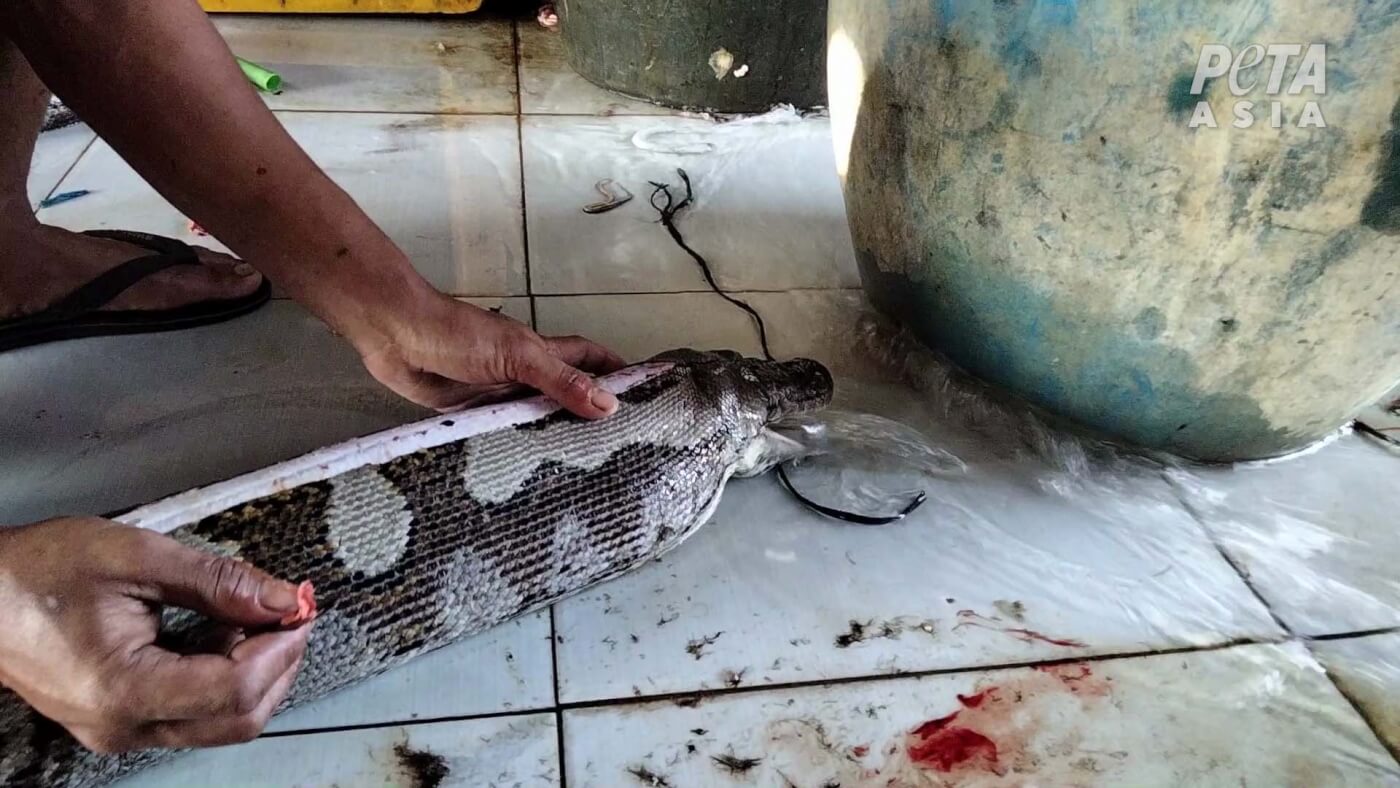 a worker skins an inflated python