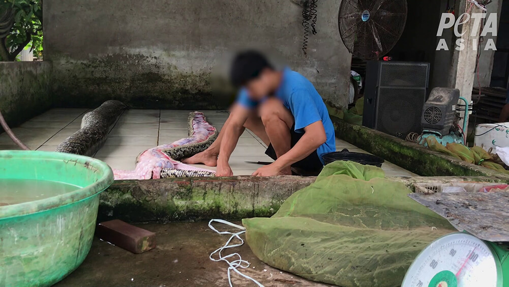 A worker skins a dead snake.