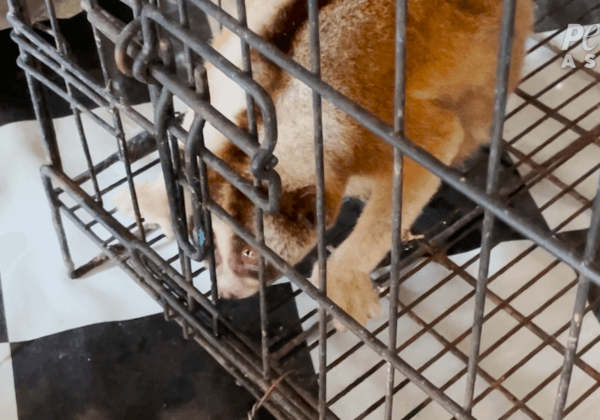 Bali Tourists Beware: PETA Exposes Illegal Wildlife Trafficking