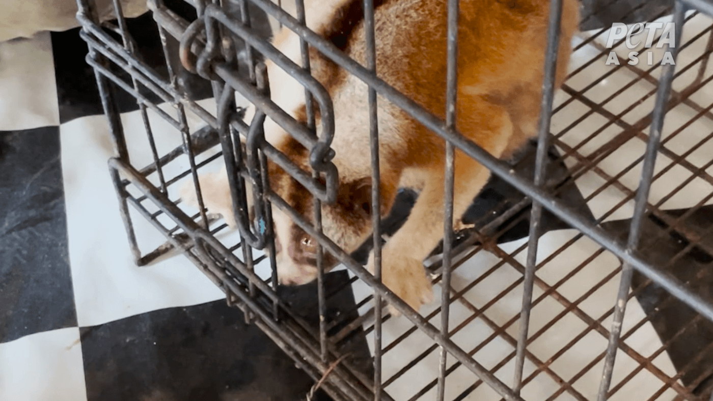 Bali Tourists Beware: PETA Exposes Illegal Wildlife Trafficking