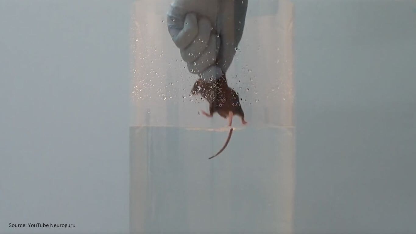 a mouse being dropped into a beaker of water