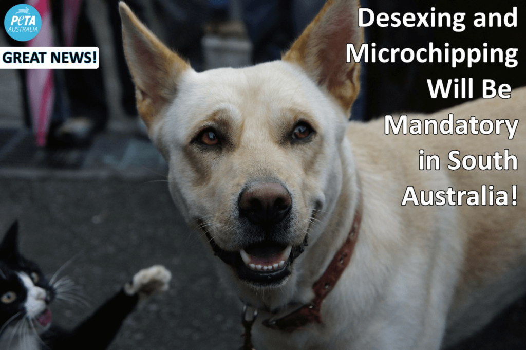 South Australia mandatory desexing