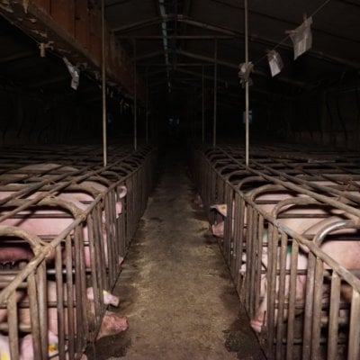 Sow stall at Ludale Piggery.