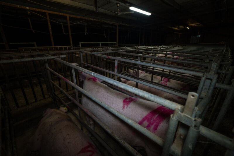 Sows in cages at a piggery near Shepparton, Victoria