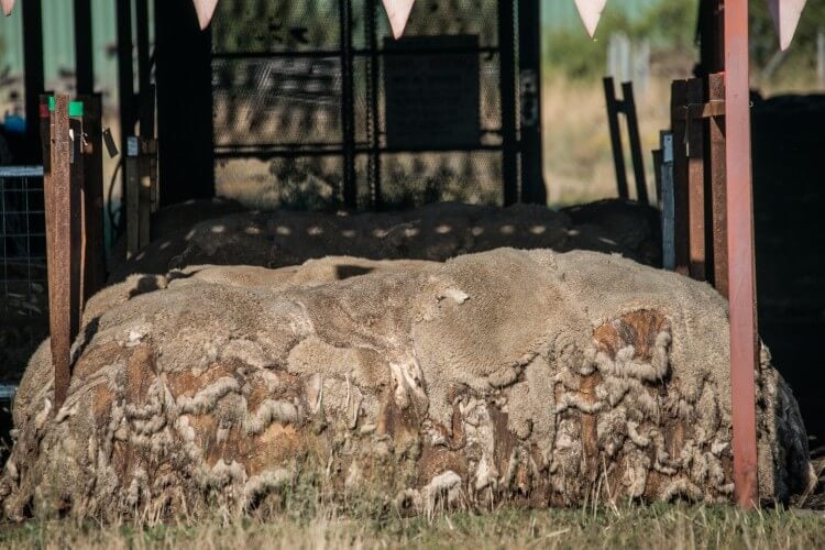 A photo of stacked wool skins.