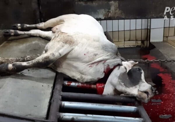 Demand an End to ALL Live Export – NOW!