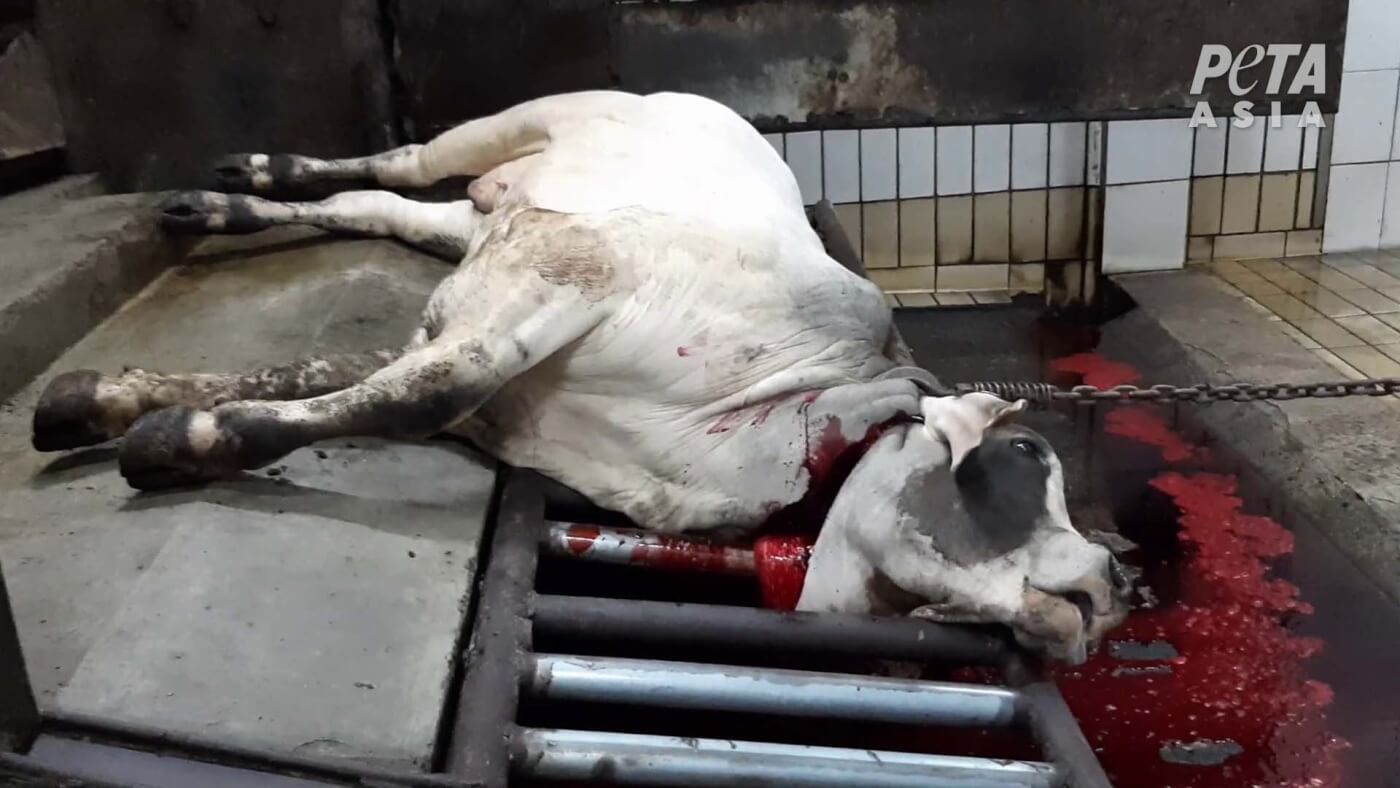 Demand an End to ALL Live Export – NOW!