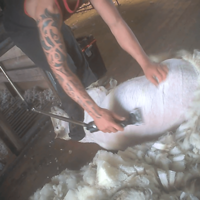 A shearer stepping on a sheep's neck.