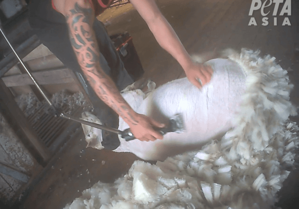 A shearer stepping on a sheep's neck.