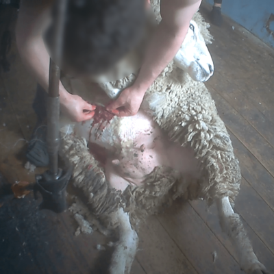 A shearer stitching a wound on a sheep.