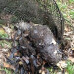 A platypus was found dead in Lockyer Creek in an opera house net