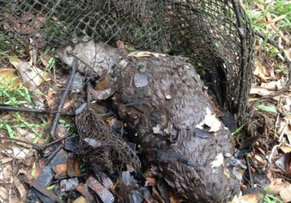 A platypus was found dead in Lockyer Creek in an opera house net