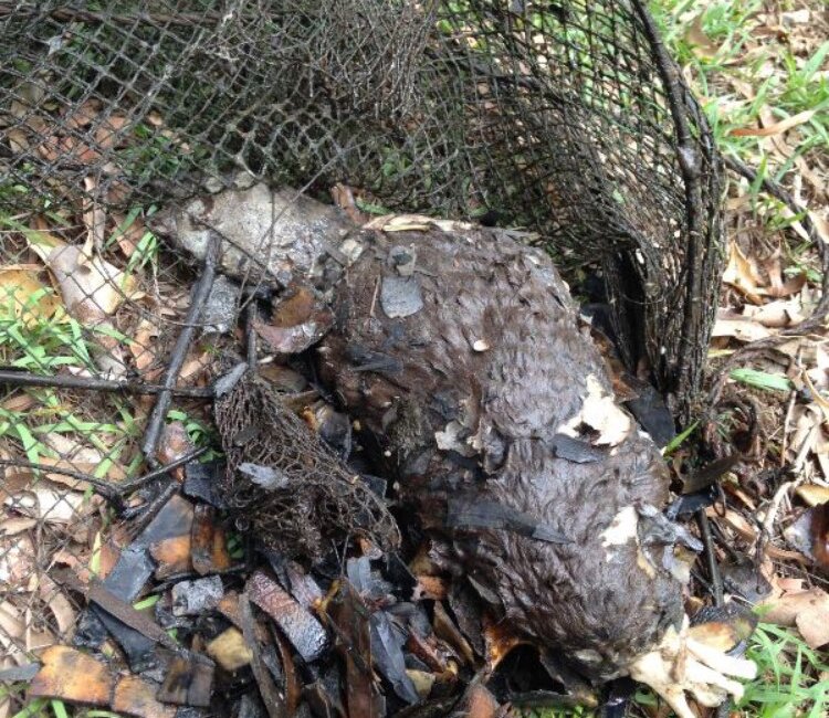 A platypus was found dead in Lockyer Creek in an opera house net