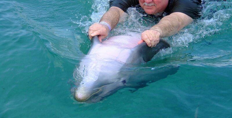 Swimming with dolphins is cruel