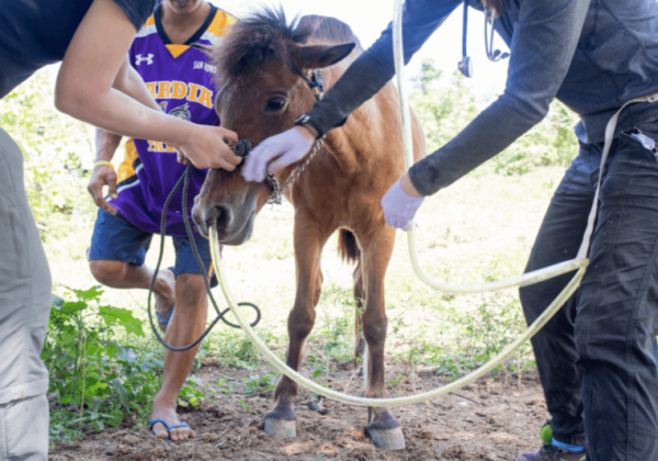 Horse at Taal Horse Health Clinic