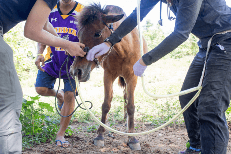 Horse at Taal Horse Health Clinic