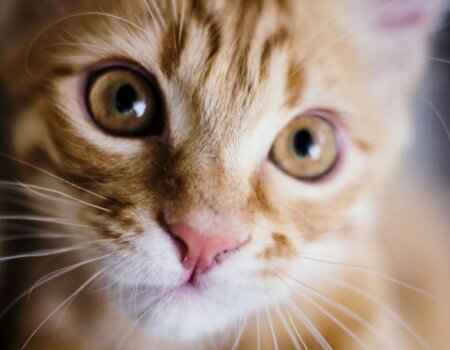 Tabby cat
