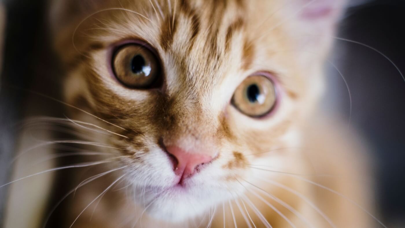 Tabby cat