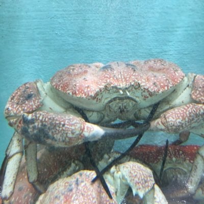 A photo of a Tasmanian Crab at a fish market in NSW.