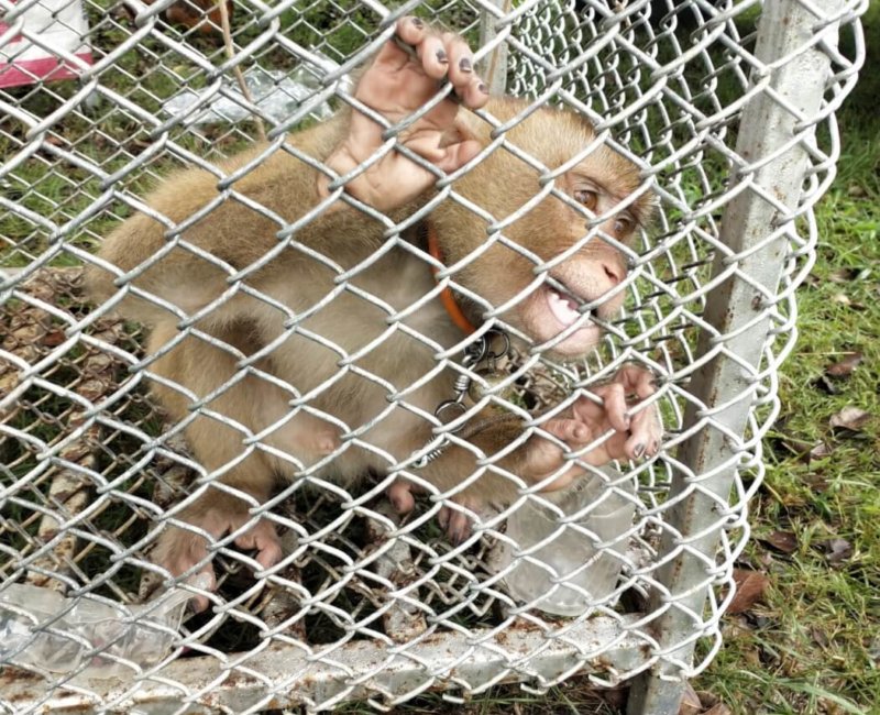 A photo of a monkey biting the walls of a cage.