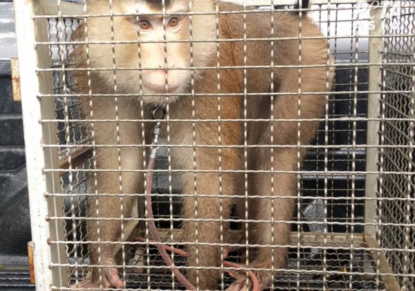 A photo of a monkey in a small cage.