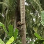 A photo of a monkey climbing a tree.