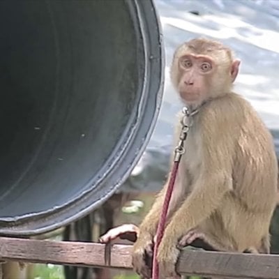 a photo of a monkey, tethered by the neck.