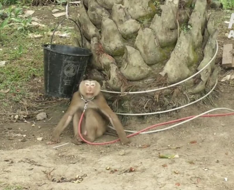 a photo of a monkey tethered by the neck to a tree.