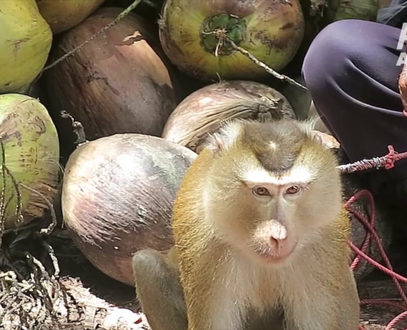 A photo of a monkey with a pile of coconuts.