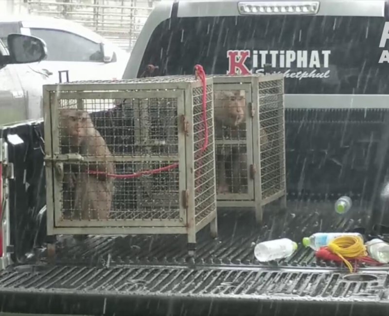 A photo of two monkeys locked in cages in the back of a ute.