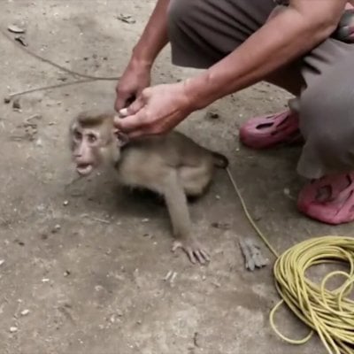 A photo of a monkey enslaved in the coconut picking industry.