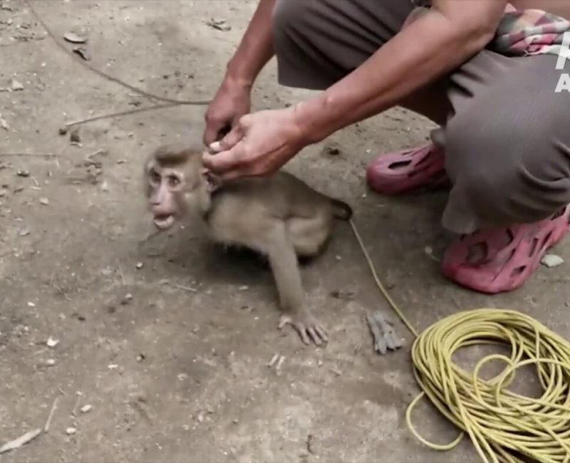 A photo of a monkey enslaved in the coconut picking industry.