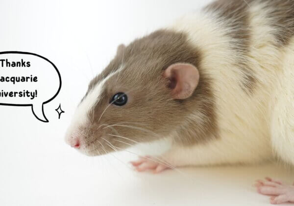 Victory for Mice! Macquarie University Bans Notoriously Cruel Lab Test