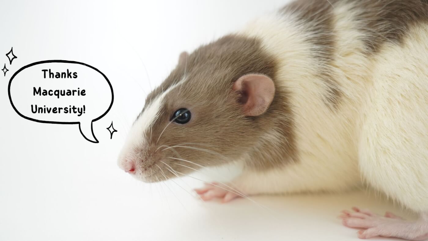 Victory for Mice! Macquarie University Bans Notoriously Cruel Lab Test