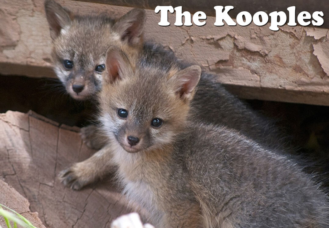 VICTORY: The Kooples Breaks Up With Fur!