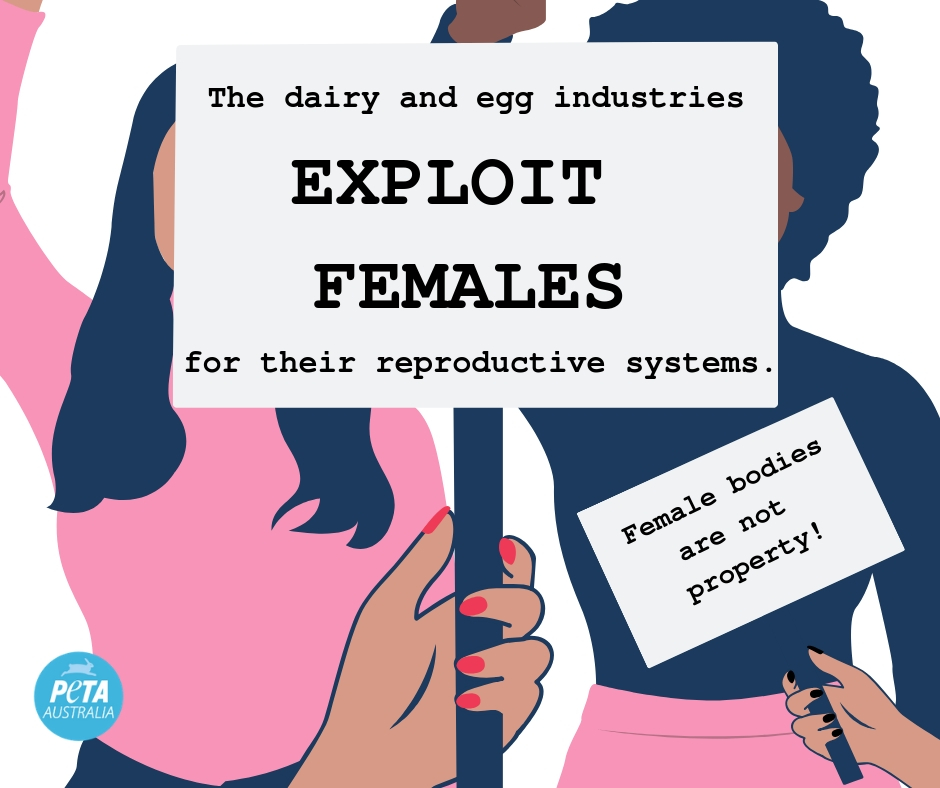 The dairy and egg industries exploit females for their reproductive systems. 