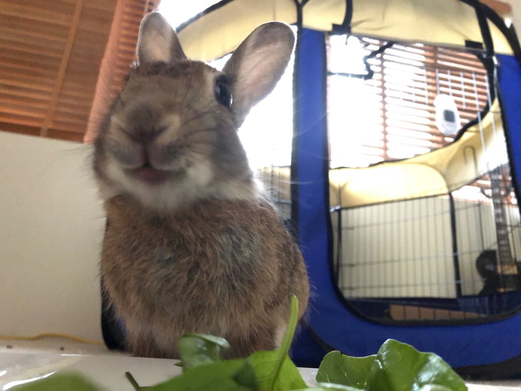 How to Keep Rabbit and Rodent Companions Cool in Summer PETA Australia