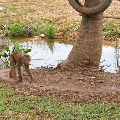 This monkey has worn a path into the dirt from pacing while tethered.