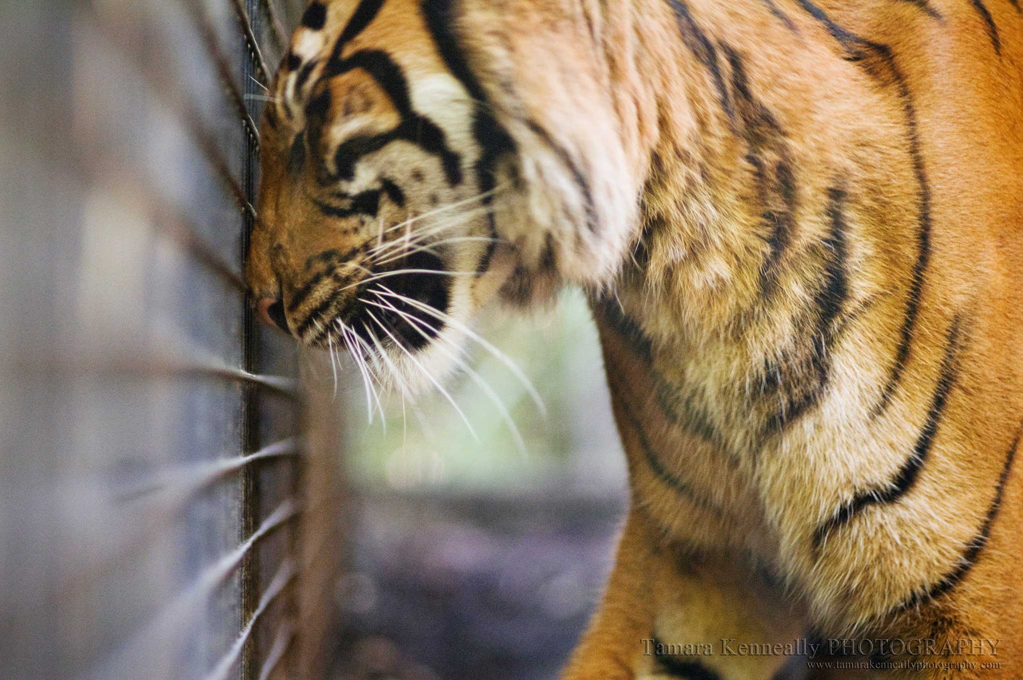 Tiger at the Zoo