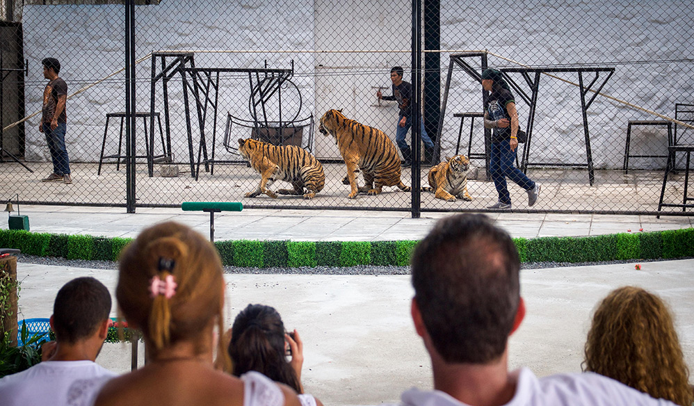 Tourists watch tigers in a performance.