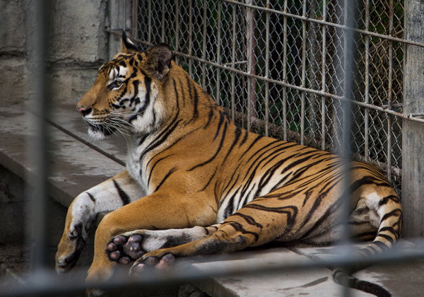 A photo of a tiger in a cage.