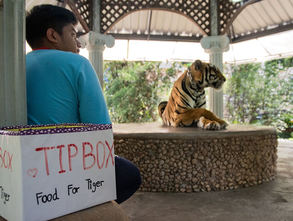 A tiger used for photos in Thailand. A tip box nearby reads "food for tiger".