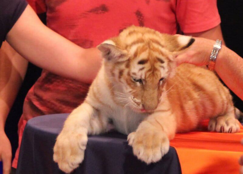 tiger cub with tourists