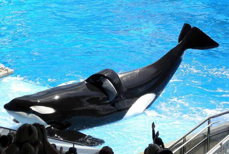 In Death, Tilikum Is Finally Free